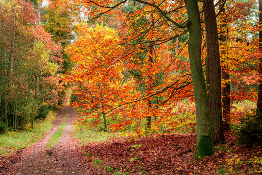 Fototapeta Golden and red leaves in the autumn forest, Poland