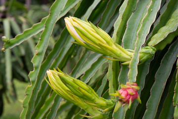 Obraz premium Dragon fruit on plant