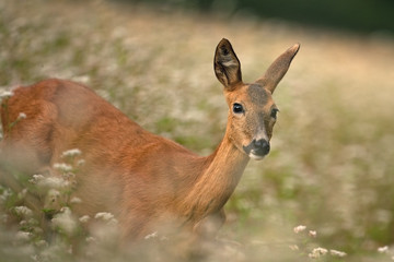 European roe deer, capreolus capreolus