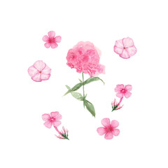 Fototapeta premium Watercolor of Pink Phlox isolated on white background, hand drawn illustration of flowers, can be used for invitation and greeting cards.