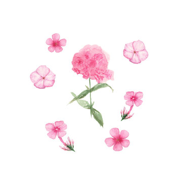 Watercolor of Pink Phlox isolated on white background, hand drawn illustration of flowers, can be used for invitation and greeting cards.