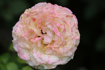 Elengant pink flower 