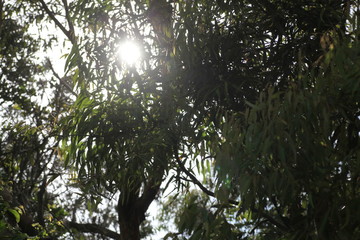Eucalyptus tree forest, Port Stephens, NSW, Australia