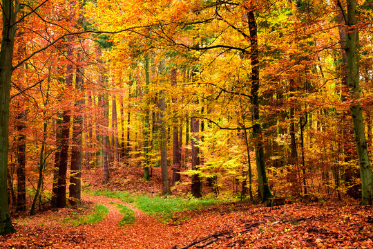 Fototapeta Yellow and green leafy path in the forest, Poland