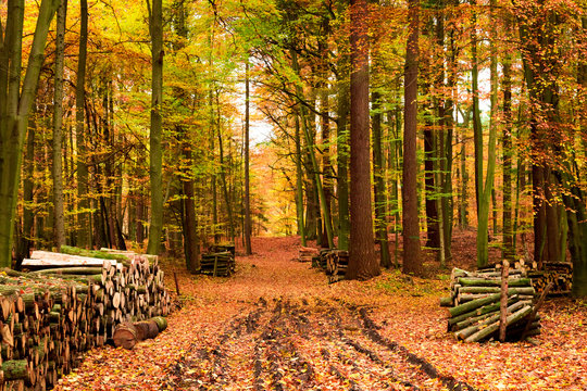 Fototapeta Autumn forest full of leaves and chopped wood, Poland