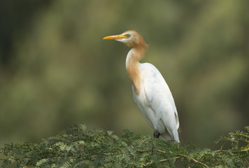 Cattle Egret 