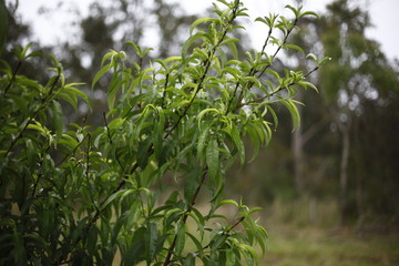 Wet eucalyptus tree leaves after rain, Port Stephens, NSW, Australia