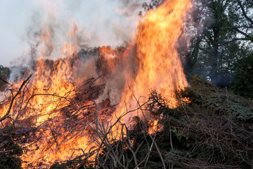 Burning forest. Bunch of trees burning in the forest