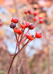 Red berry of a dogrose in autumn on a blurred background