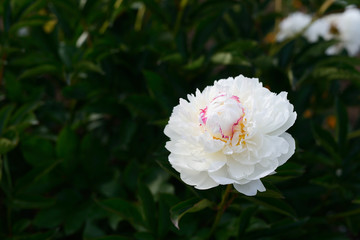 Obraz premium beautiful white peony in the garden