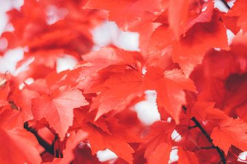 Close up red maple leaves