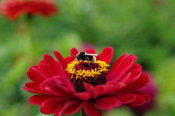 Insect on zinnia 