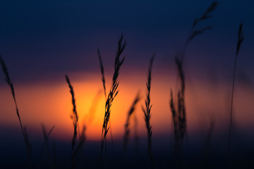 Fototapeta premium Gras in Sunset