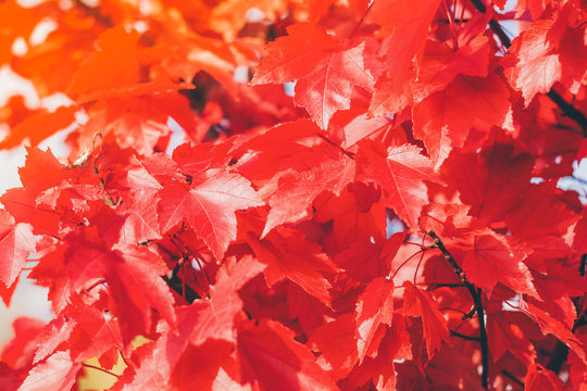Close up red maple leaves