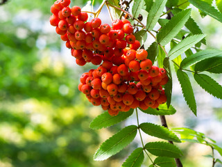 unch of red rowan berries. Autumn concept. Aucuparia, sorbus, berries, mountain ash