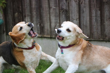 Beagle play fighting