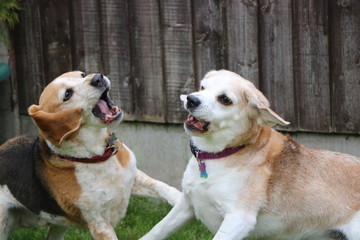 Beagle play fighting