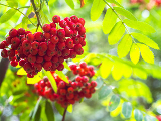 Wild berries hanging on a tree from Sorbus aucuparia. Bunch of red rowan berries. Autumn concept. Aucuparia, sorbus, berries, mountain ash. 