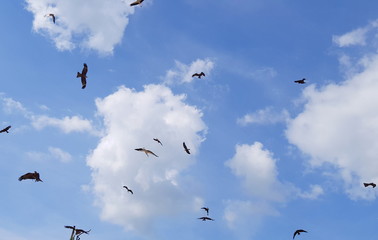 oiseaux,dans le ciel bleu,vautours...