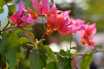  Bright flowers in Nepal