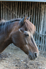 Obraz premium Pferde auf dem Bauernhof