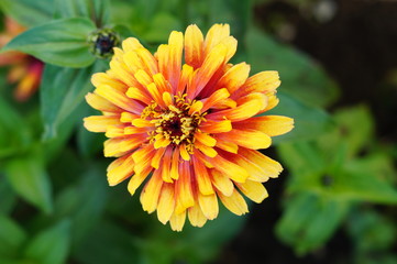 Zinnia 