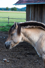 Fototapeta premium Pferde auf dem Bauernhof