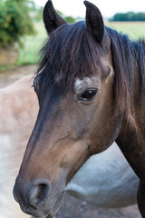 Pferde auf dem Bauernhof