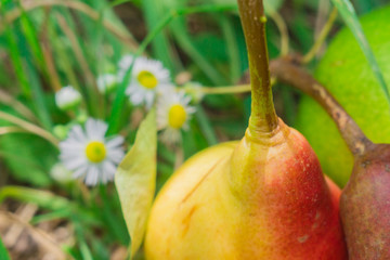 pear close - up summer season
