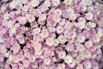 Chrysanthemenblüten