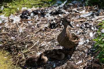 Federsee, Ried in Bad Buchau