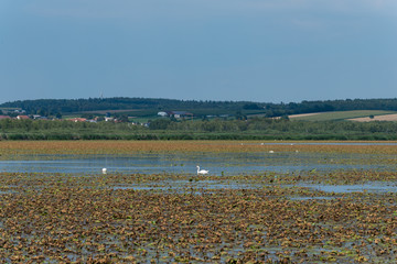 Federsee, Ried in Bad Buchau