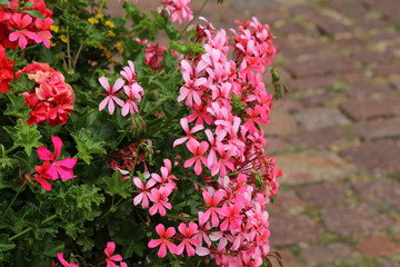 Geranium - beautiful balcony flowers