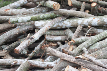 Log of wood cut into pieces to make fuel for the fire.
