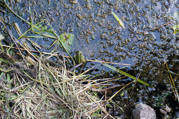 Federsee, Ried in Bad Buchau