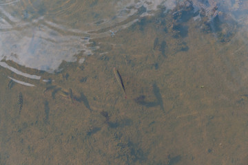 Federsee, Ried in Bad Buchau