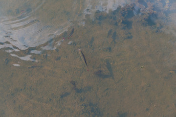 Federsee, Ried in Bad Buchau