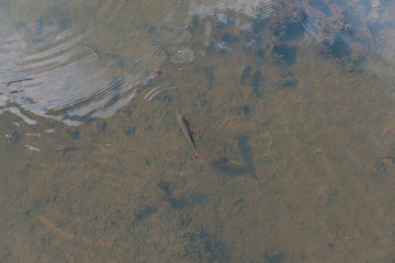 Federsee, Ried in Bad Buchau