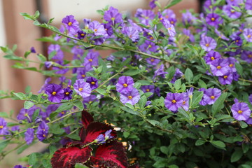 Purple flowers in the garden