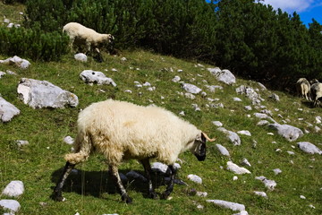 A herd of  rams grazing on a rocky mountain meadow 