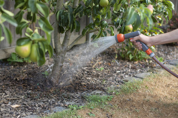 Obst Birnbaum bewässern 
