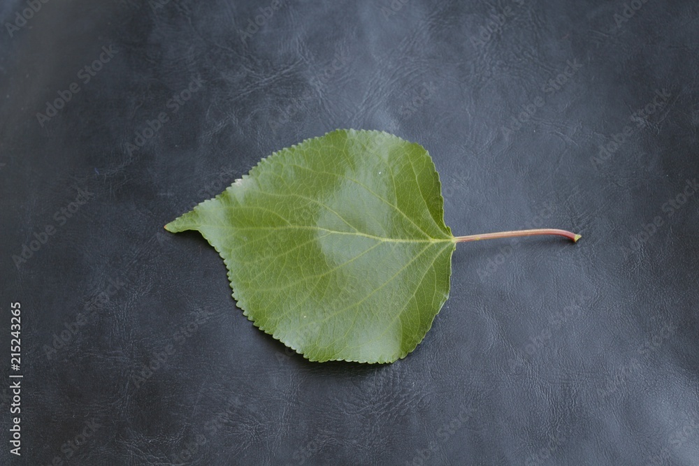 Wall mural tree leave