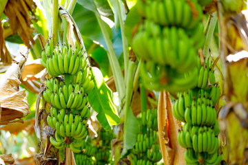 green banana field