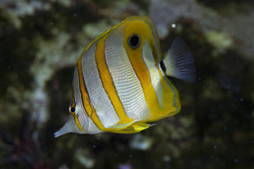 Fototapeta na wymiar Copperband butterflyfish. (Chelmon rostratus).