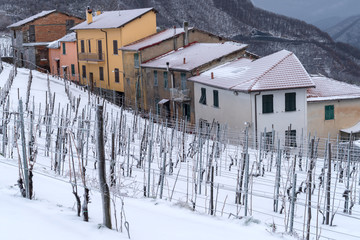 Province of Imperia, Italy. Vineyard in winter