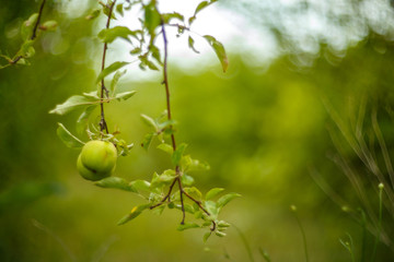 Yellow apples in a tree