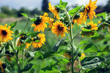 Yellow sunflowers blooming in a garden on a green background