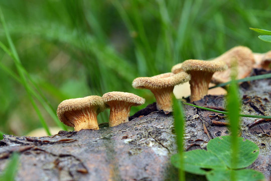 Panus neostrigosus mushroom