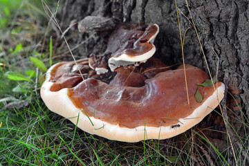 ganoderma applanatum mushroom - obrazy, fototapety, plakaty