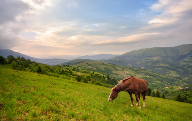 Fototapeta na wymiar Grazing Horse. Beautiful Rural Mountain Landscape With A Red Horse Grazing On The Green Slope. Spring In Mountains, Border Of Romania And Ukraine.Horse Grazing Is Green Pasture On The Slopes 